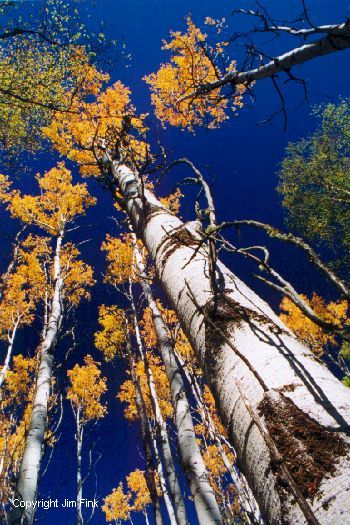 Trembling Aspen Trees Reach The Blue Sky of Autumn