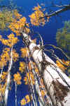 Aspen Trees in Autumn (92775 bytes)
