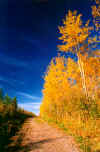 Quaking Aspen Trees Line Country Road in Fall.