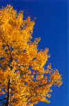 Deep Blue Sky Complements The Intense Yellow Of Aspen Leaves In Fall.