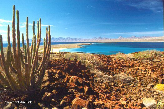 Desert Cactus on Isla Coronado off the Coast of Baja at Loreto
