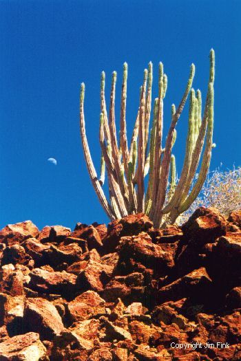 Baja Cactus with Moon