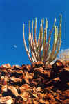 Baja Cactus with Moon (68826 bytes)