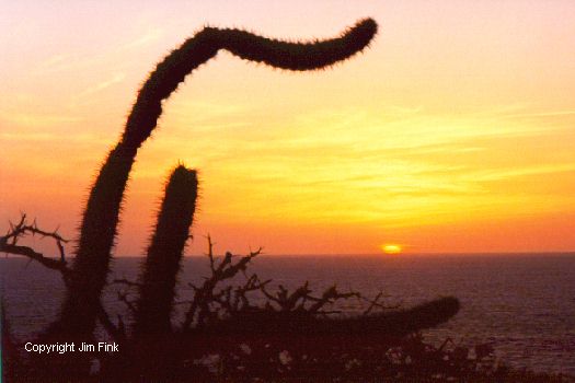Cactus At Sunset