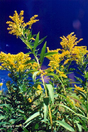 Summer Nears It's End As Canada Goldenrod Blossoms