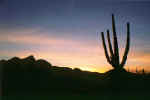 Cardon Cactus At Sunset (29911 bytes)