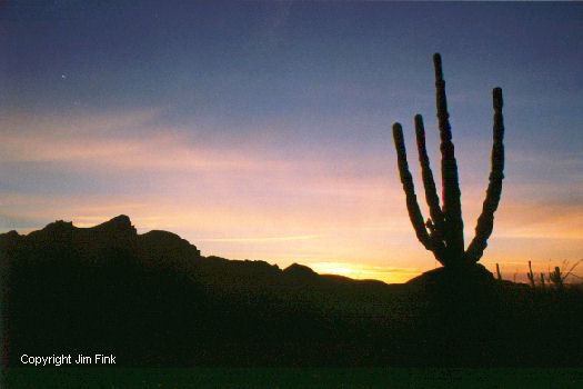 Cardon Cactus at Sunset