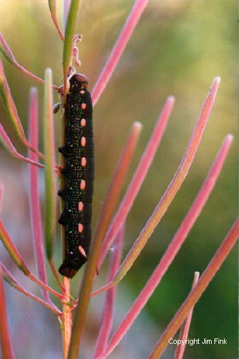 Caterpillar on Fireweed