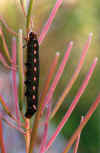Caterpillar On Fireweed (55595 bytes)