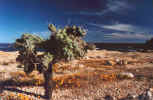 Chain Link Cactus Near Baja Coast (74978 bytes)