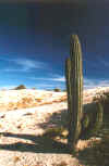 Cactus Grows Above Chileno Beach (74460 bytes)