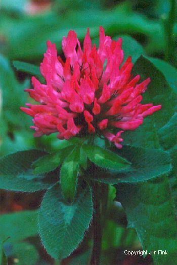 Red Clover Close-up