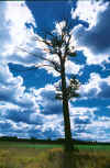 Cottonwood Tree (80421 bytes)