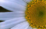 Daisy Flower Macro Picture (43174 bytes)