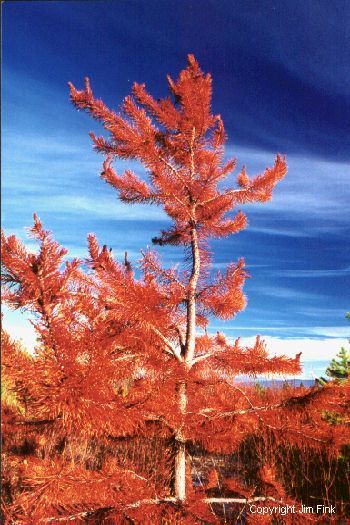 A Dying Lodgepole Pine Radiates Brilliant Orange