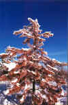 Dead Pine After Winter Snow Storm (90999 bytes)
