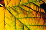 Sunlight Highlights Veins Of Douglas Maple Leaf.