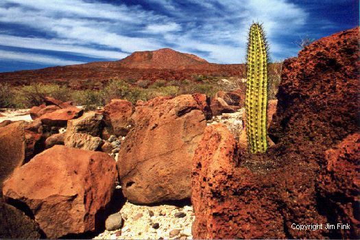 Cactus Grows Through Lava Rock Below Extinct Volcano