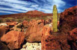 Cactus Grows Through Lava  Rock (69428 bytes)