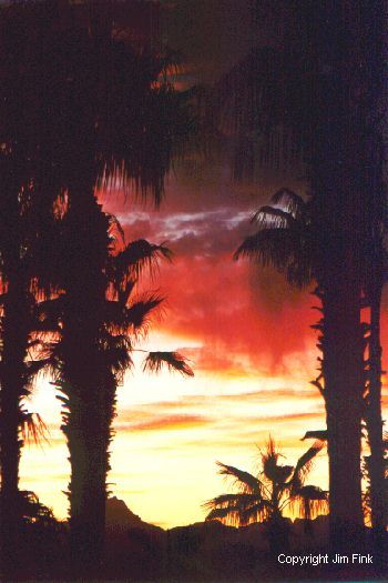 Palm Trees at Sunset in Mexico at Loreto, Baja