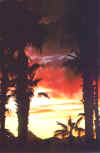 Baja Palm Trees Watch The Sunset (60810 bytes)