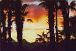Baja Palms at Sunset (45912 bytes)