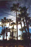 Baja Palm Trees At Sunset (74936 bytes)