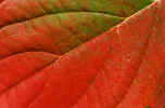 Fall Colors of Red Osier Dogwood Leaf.