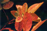Wild Rose Leaves Glow Orange in Fall (52355 bytes)