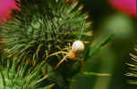 Spider Hangs By a Thread OnThistle (51533 bytes)
