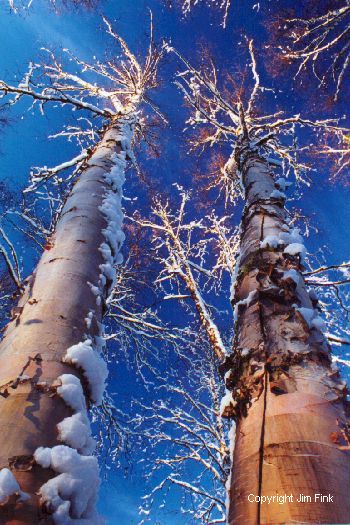 Blue Sky Sets Off Birch Trees After Snow Storm