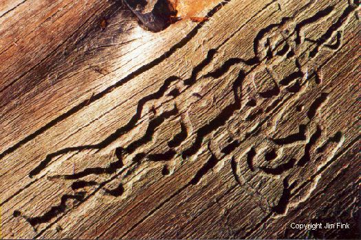 Insect Grooves in Fallen Lodgepole Pine