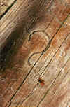 Question Mark Carved by Insects (110687 bytes)