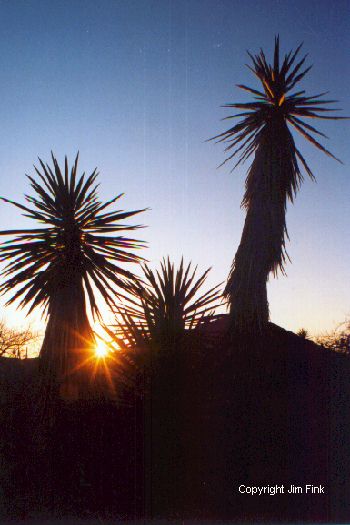 Yucca Tree at Sunset